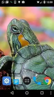 Play live wallpapers turtles