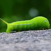 Free play online live worms wallpaper APK