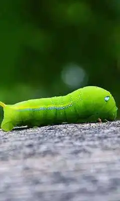 Play live worms wallpaper Play live worms wallpaper