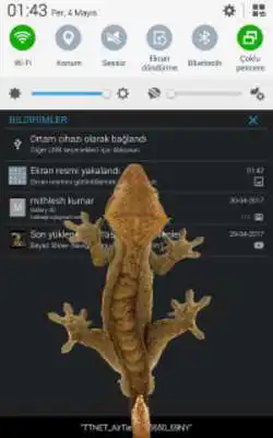 Play Lizard in phone funny joke