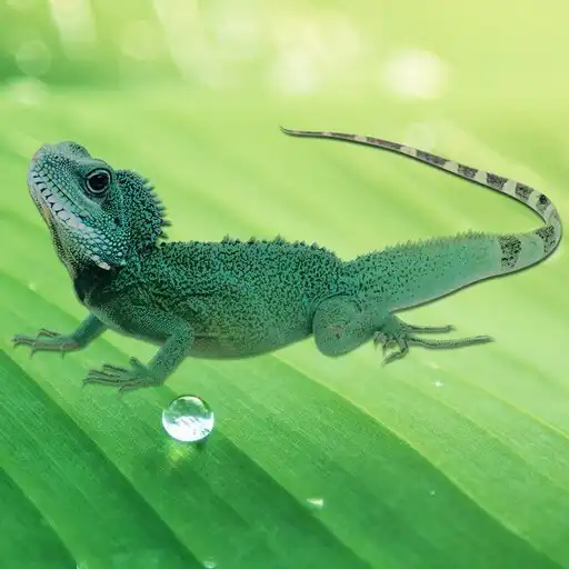 Play Lizard Wallpapers APK Play Lizard Wallpapers APK