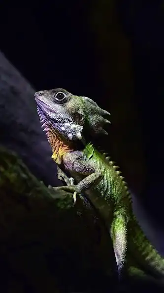 Play Lizard Wallpapers  and enjoy Lizard Wallpapers with UptoPlay
