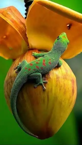 Play Lizard Wallpapers as an online game Lizard Wallpapers with UptoPlay
