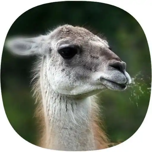Play Llama Sounds APK Play Llama Sounds APK