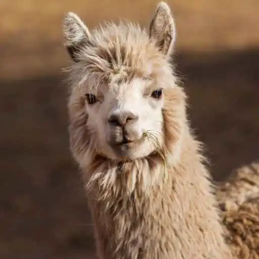 Play Llama Wallpaper APK