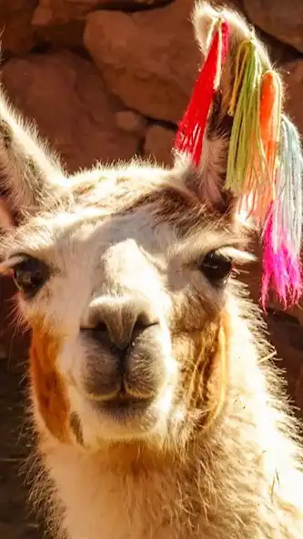 Play Llama Wallpaper  and enjoy Llama Wallpaper with UptoPlay