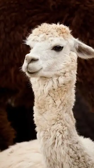 Play Llama Wallpaper as an online game Llama Wallpaper with UptoPlay