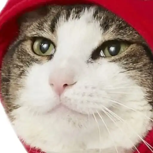 Play Lobstpurr APK Play Lobstpurr APK