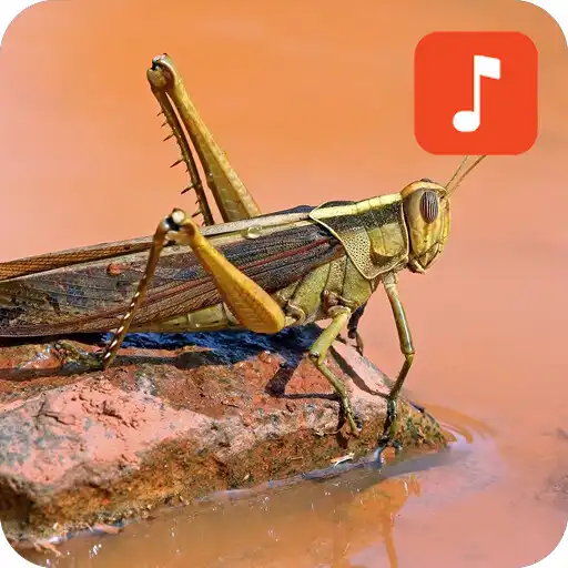 Play Locust & Grasshopper Sound Effects APK Play Locust & Grasshopper Sound Effects APK