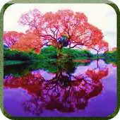 Free play online Lonely Beautiful Trees APK Free play online Lonely Beautiful Trees APK