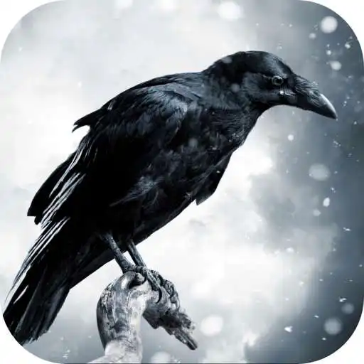 Free play online Lonely Raven. Birds Wallpapers APK