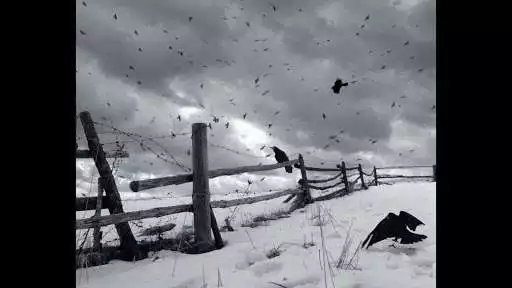 Play Lonely Raven. Birds Wallpapers