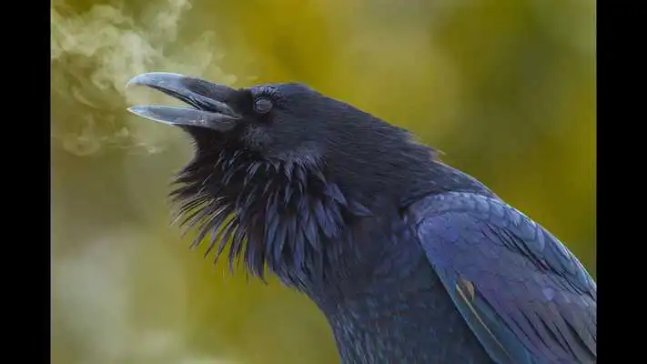 Play Lonely Raven. Birds Wallpapers