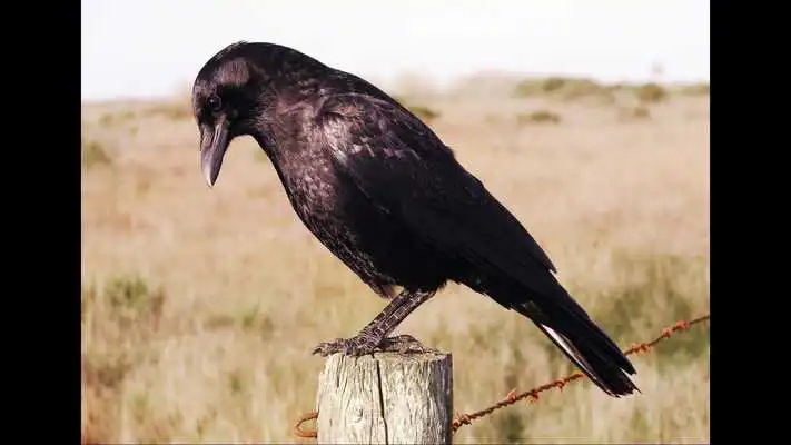 Play Lonely Raven. Birds Wallpapers