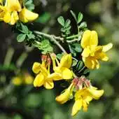 Free play online Lonicera Prolifera Wallpaper APK