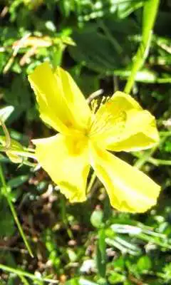 Play Lonicera Prolifera Wallpaper