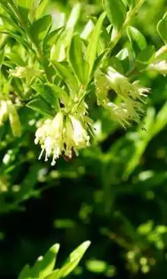 Play Lonicera Prolifera Wallpaper