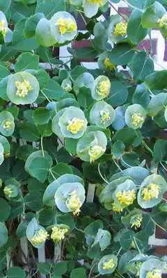 Play Lonicera Prolifera Wallpaper