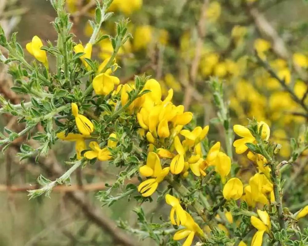 Play Lonicera Prolifera Wallpaper