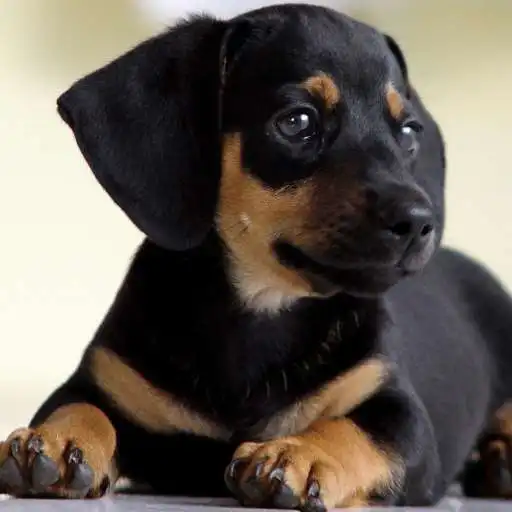 Play Look Dogs LWP APK