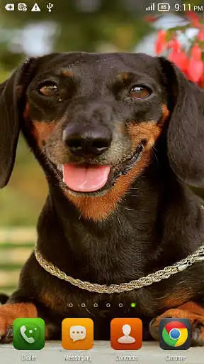 Play Look Dogs LWP  and enjoy Look Dogs LWP with UptoPlay