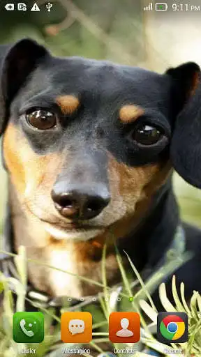 Play Look Dogs LWP as an online game Look Dogs LWP with UptoPlay