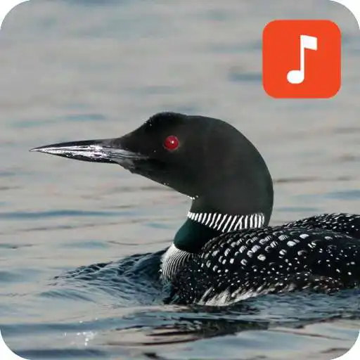Play Loon Bird Calls APK