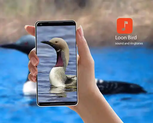 Play Loon Bird Calls  and enjoy Loon Bird Calls with UptoPlay