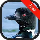 Free play online Loon Bird Sounds APK