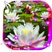 Free play online Lotos Lily Water Live wallpaper APK Free play online Lotos Lily Water Live wallpaper APK