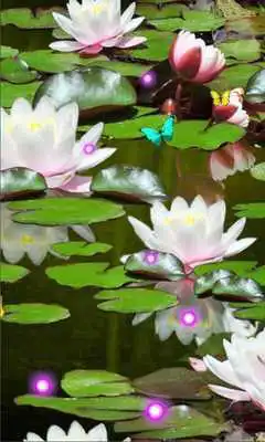 Play Lotos Lily Water Live wallpaper