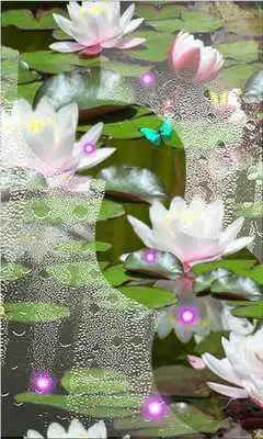 Play Lotos Lily Water Live wallpaper