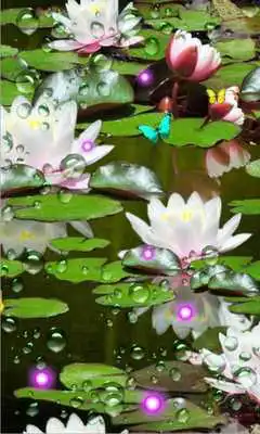 Play Lotos Lily Water Live wallpaper