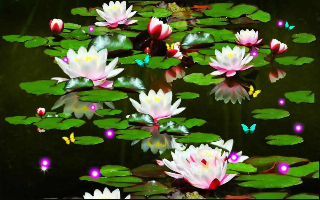 Play Lotos Lily Water Live wallpaper