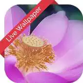 Free play online Lotus Flower Cube 3d LWP APK Free play online Lotus Flower Cube 3d LWP APK