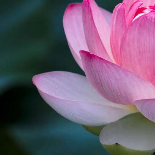 Play Lotus Flower Culture APK Play Lotus Flower Culture APK
