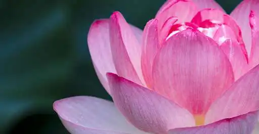 Play Lotus Flower Culture  and enjoy Lotus Flower Culture with UptoPlay