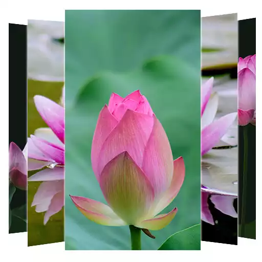 Free play online Lotus Flower Wallpapers APK Free play online Lotus Flower Wallpapers APK
