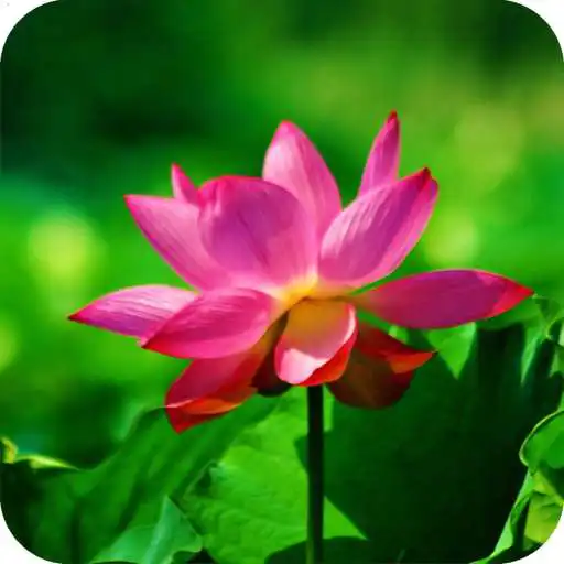 Play Lotus HD Wallpaper APK Play Lotus HD Wallpaper APK