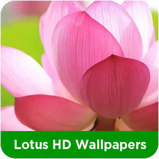 Play Lotus HD Wallpapers APK