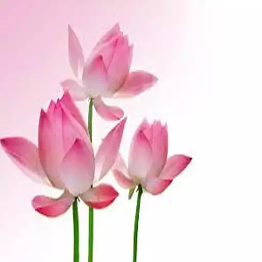 Play Lotus APK