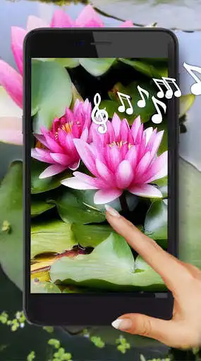 Play Lotus Lake Flowers  and enjoy Lotus Lake Flowers with UptoPlay