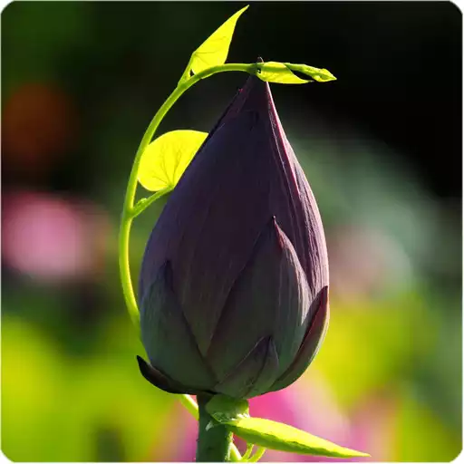 Free play online Lotus Live Wallpaper  APK