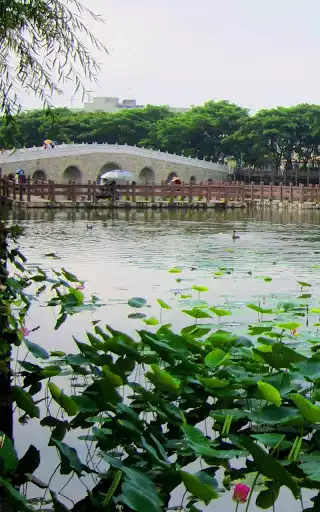 Play Lotus Live Wallpaper as an online game Lotus Live Wallpaper with UptoPlay