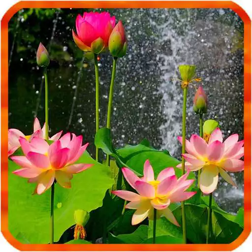 Free play online Lotus Live Wallpapers APK Free play online Lotus Live Wallpapers APK