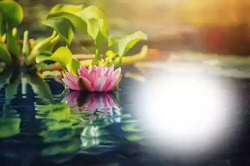 Play Lotus Photo Frames and enjoy Lotus Photo Frames with UptoPlay Play Lotus Photo Frames and enjoy Lotus Photo Frames with UptoPlay