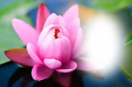 Play Lotus Photo Frames as an online game online Lotus Photo Frames with UptoPlay com.appsadda.lotusphotoframes Play Lotus Photo Frames as an online game Lotus Photo Frames with UptoPlay