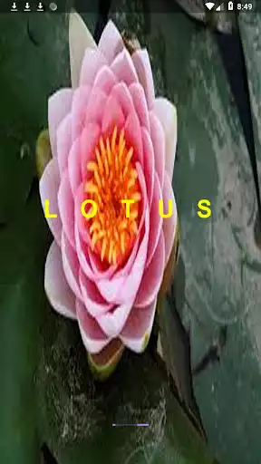 Play Lotus  and enjoy Lotus with UptoPlay