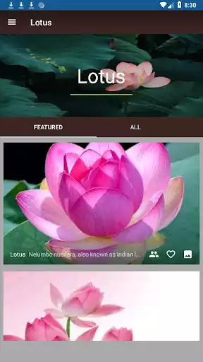 Play Lotus as an online game Lotus with UptoPlay