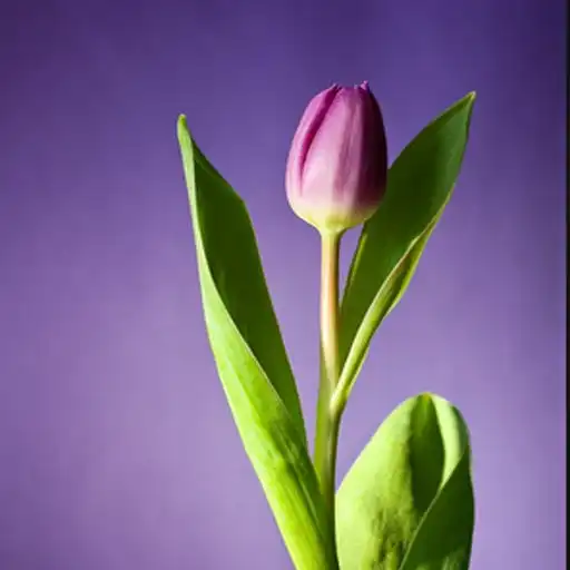 Play Lotus The Best HD Walpaper 2021 APK